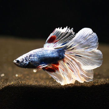 Siamesische Kampffisch, Betta splendens